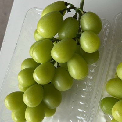 【2026年先行予約】 シャインマスカット 2房 約1.2kg 厳選 完熟 朝採り 静岡県産