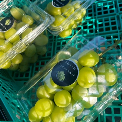 【2026年先行予約】 シャインマスカット 2房 約1.2kg 厳選 完熟 朝採り 静岡県産