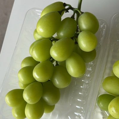 【2026年先行予約】 シャインマスカット 訳あり 2房 約1.2kg 完熟 朝採り 静岡県産