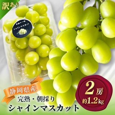 【2026年先行予約】 シャインマスカット 訳あり 2房 約1.2kg 完熟 朝採り 静岡県産