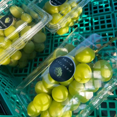 【2026年先行予約】 シャインマスカット 訳あり 2房 約1.2kg 完熟 朝採り 静岡県産