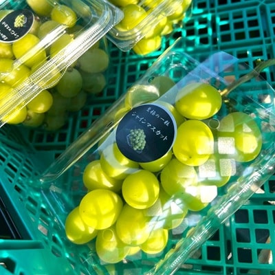 【2026年先行予約】 シャインマスカット 訳あり 2房 約1.2kg 完熟 朝採り 静岡県産