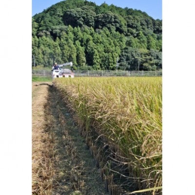 【毎月定期便】静岡こしひかり(精米)10kg×1袋全3回