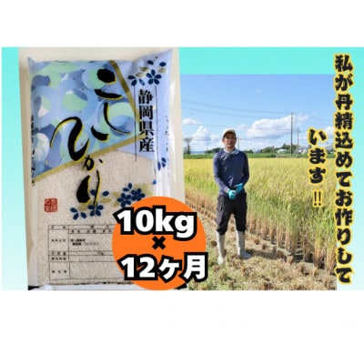 【毎月定期便】【さとふる限定】静岡こしひかり10kg全12回