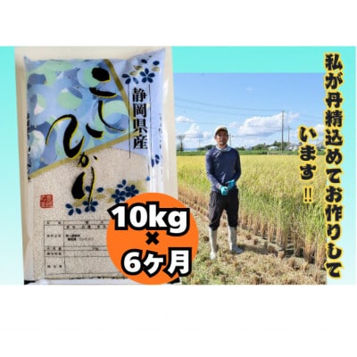 【毎月定期便】【さとふる限定】静岡こしひかり10kg全6回
