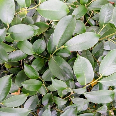 静岡県産磐田市　出世榊　本榊　純国産　さかき1対(2束)※1日交換に間に合うように配送