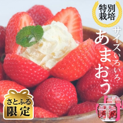 【さとふる限定】【12月より順次発送】あまおう約300g×4パック(約1.2kg)(太宰府市)
