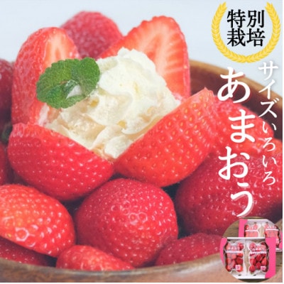 うるう農園のあまおうM～Gサイズ 4パック (1140g)(太宰府市)