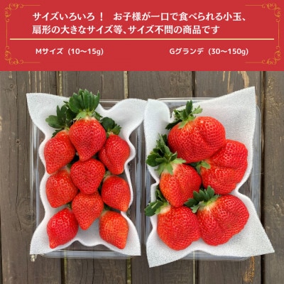 うるう農園のあまおうM～Gサイズ 4パック (1140g)(太宰府市)