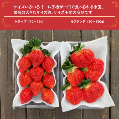 うるう農園のあまおうM～Gサイズ 4パック (1140g)(太宰府市)