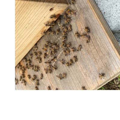 日本みつばちのハチミツ 食べ比べセット さいふ蜜×えん蜜(出会い)