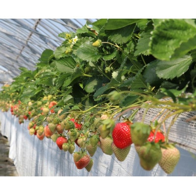 選ばれし一粒・特撰プレミアムあまおう 約600g(太宰府市)