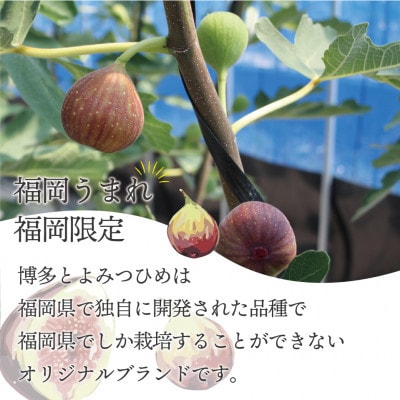 【2025年8月下旬～10月下旬発送予定】福岡県ブランドいちじく「博多とよみつひめ」4パック