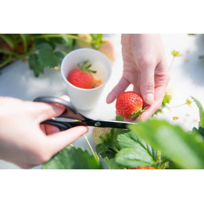 【さとふる限定】ふくおかエコ農産物認証あまおう約285g×4パック(規格L・2L)(太宰府市)
