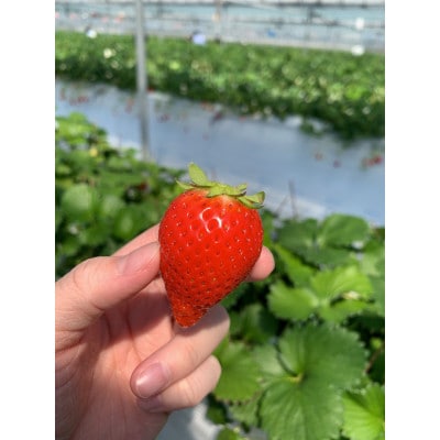 マカロンあまおう6個入り