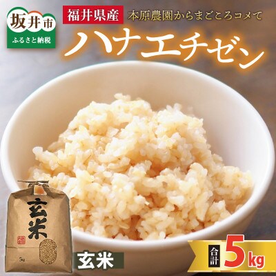 【先行受付】【令和6年産】ハナエチゼン5kg×1袋　玄米[A-8903]