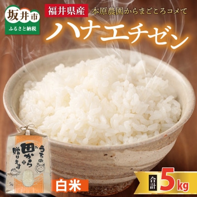 【先行受付】【令和6年産】ハナエチゼン5kg×1袋　白米[A-8903]