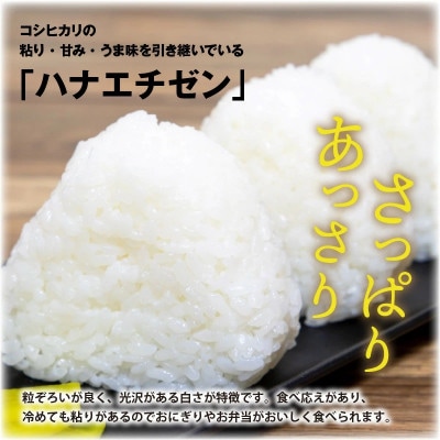 【先行受付】【令和6年産】ハナエチゼン5kg×1袋　白米[A-8903]