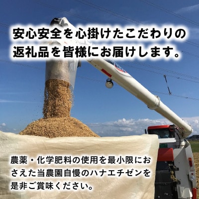 【先行受付】【令和6年産】ハナエチゼン5kg×1袋　白米[A-8903]