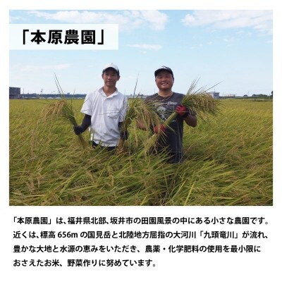 【先行受付】【令和6年産】ハナエチゼン15kg(5kg×3袋)　玄米[A-8905]