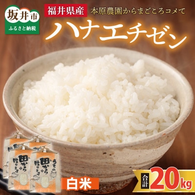 【先行受付】【令和6年産】ハナエチゼン20kg(5kg×4袋)　白米[B-8902]