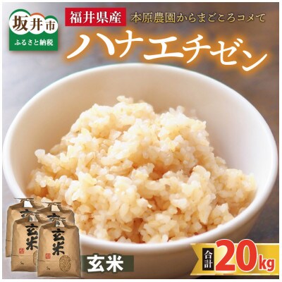 【先行受付】【令和6年産】ハナエチゼン20kg(5kg×4袋)　玄米[B-8902]