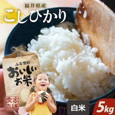 【先行受付】【令和6年産】福井県産コシヒカリ 5kg×1袋 　白米[A-8902]