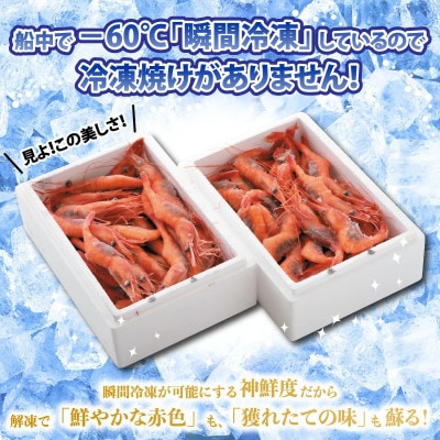 海の上で食べる味!漁船直送☆船内瞬間冷凍 甘えび 約1.65kg [B-2312] 