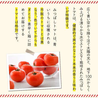 坂井の大自然が育てたもぎたて新鮮トマト 約4kg (16～24玉入)[A-2606]