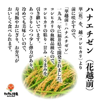 【令和6年産先行受付】さんさん池見二代目の 福井県産 ハナエチゼン 10kg 白米　[A-0225]