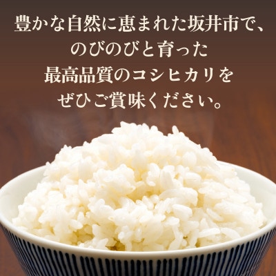 【数量限定!】 坂井市産 コシヒカリ白米 10kg ×1袋　令和7年産 [B-3258]