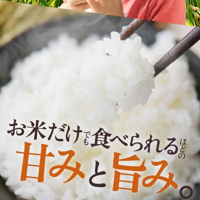 【数量限定!】 坂井市産 コシヒカリ白米 10kg ×1袋　令和7年産 [B-3258]