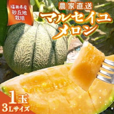 【2026年6月中旬以降順次発送予定】農家直送マルセイユメロン 3Lサイズ 1玉 [A-21803]
