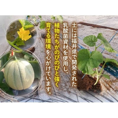 【2026年6月中旬以降順次発送予定】農家直送マルセイユメロン 3Lサイズ 1玉 [A-21803]