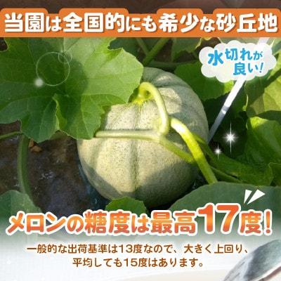 【2026年6月中旬以降順次発送予定】農家直送マルセイユメロン 3Lサイズ 1玉 [A-21803]