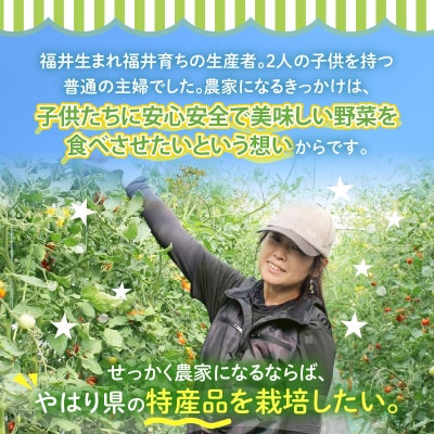 【2026年6月中旬以降順次発送予定】農家直送マルセイユメロン 3Lサイズ 1玉 [A-21803]