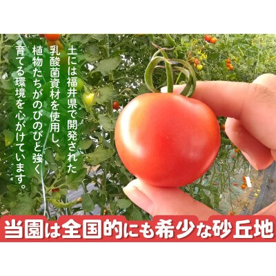 【R8年6月中旬以降順次発送予定】越のルビー 農家直送 フルーツトマト 1.8kg[A-21802]