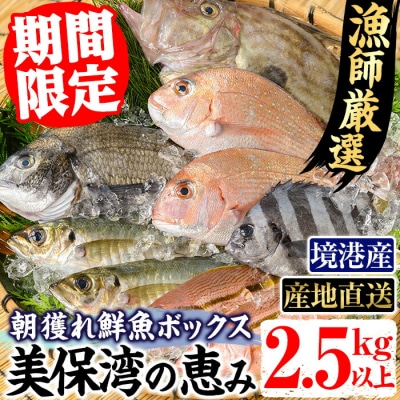 朝獲れ鮮魚ボックス「美保湾の恵み」(計2.5kg以上)