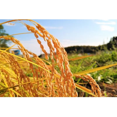 【R7年産新米予約】那須産 もっちり米 15kg(コシヒカリ)≪白米≫