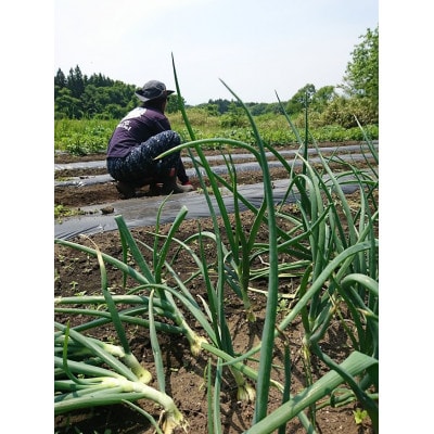 ALOHA FARMの黒のススメ!　熟成黒にんにくゼリー〔P-2〕
