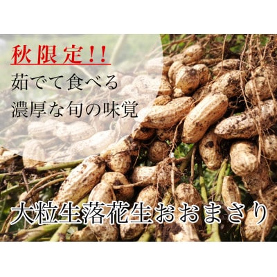 大粒生落花生「おおまさり」約1kg/茹で豆専用/9月上旬～10月下旬発送予定〔P-81〕