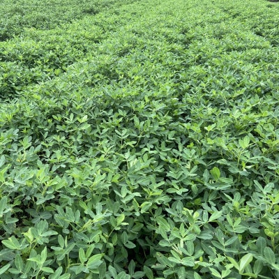 【先行受付】大粒生落花生「おおまさり」約3kg/茹で豆専用/9月上旬～10月下旬発送予定〔P-83〕