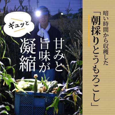 厳選朝採り とうもろこし(スイートコーン)「味来」 15本　H017-092