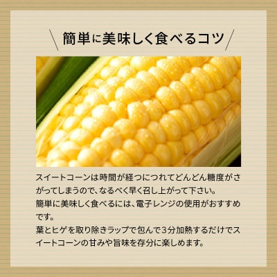 厳選朝採り とうもろこし(スイートコーン)「味来」 15本　H017-092