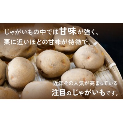 豊浦産じゃがいも 北あかり 10kg M-Lサイズ 農園直送 TYUU006