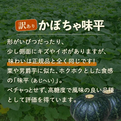 【先行受付】【訳あり】北海道 豊浦産 かぼちゃ 味平 約20kg 10～14玉入り TYUH007