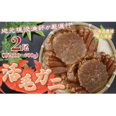 ※先行受付【地元現役漁師が厳選】活毛ガニ 2尾 (1尾600～700g)毛ガニ 冷蔵 TYUR034