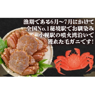 ※先行受付【地元現役漁師が厳選】活毛ガニ 2尾 (1尾600～700g)毛ガニ 冷蔵 TYUR034