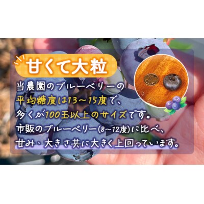 冷凍 ブルーベリー 500g TYUS023