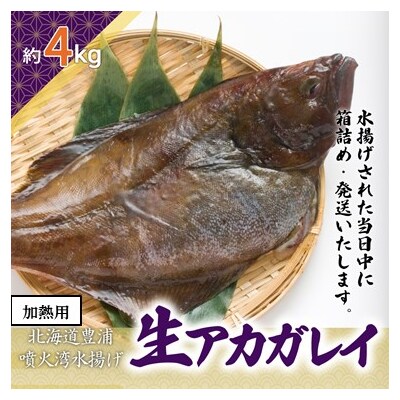 北海道 豊浦 噴火湾 水揚げ 生アカガレイ 約4kg TYUO078